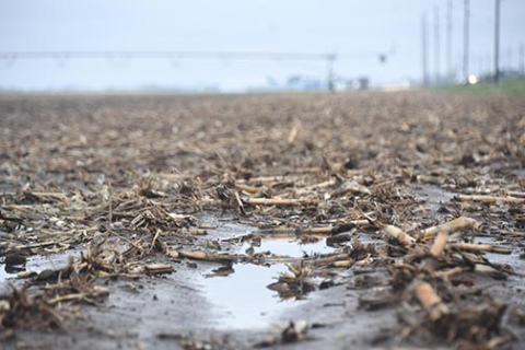 Like many fields in Hamilton County, this one, located just of Highway 14 north of Aurora, still had standing water in the corners thanks to rain. With up to 4.9 inches falling over the last week, the effect could be beneficial for farmers. 