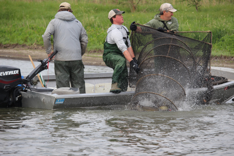 Drayden Bellamy and Brad Eifert struggle to pull a net full of fish into the boat for evaluation during the fish survey at Pioneer Trails Recreation Area.