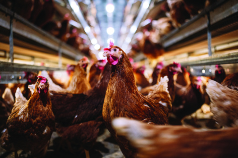 Presence of HPAI, or Highly Pathogenic Avian Influenza, pushed through Nebraska in the early months of 2022. 
