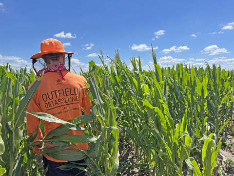 Long, hot days are no match for a properly prepared Outfield Detasseling crew.