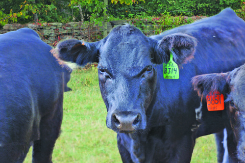 Beef cattle are a critical part of a sustainable food system. That is the argument of Dr. Sara Place, chief sustainability officer with Elanco Animal Health. 