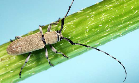 Matheus Ribeiro, a post-doctoral research associate at the Etnomology Department at the University of Nebraksa-Lincoln, gave a corn and soybean insect update at Ag Day on Jan. 31 covering how to manage various pests and to identify the damage.