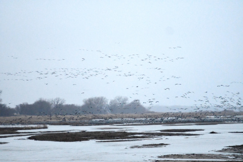 Sandhill cranes gather on the banks of the Platte River. Due to clouds and incoming the rain, the cranes were fewer in number at the landing site according to volunteers. 
