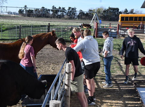High Plains FFA members and volunteers take some time to watch the cow and horse feed after dumping buckets of grain in their trough. Ag instructor Thomas Hofmann stated that the six year, hands-on training process and encouraging students to continue to raise animals has been a success.