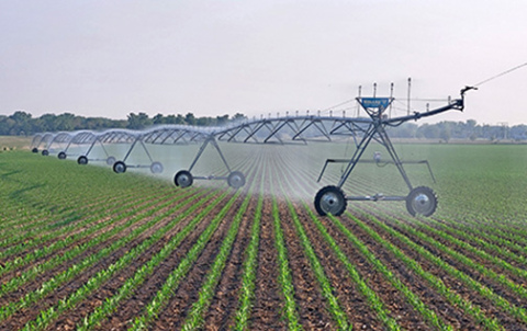 A center pivot sprays water on recently emerged corn plants near the Platte River in northern Hamilton County. Extension Service educator Steve Melvin says it is unusual for farmers to be irrigating so much at this point in the growing season during the time when weather is usually wet. 