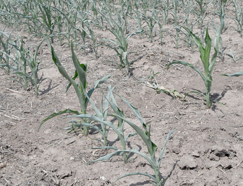 Corn plants in a non-irrigated field east of Hampton curl in the afternoon heat last week. Dryland crops in the county are at a critical stage for want of rain. 
