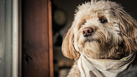  Photographer Ethan Ramaekers’s dog, Buddy is the subject of this first prize winning photo in the Animals/Pets category. 