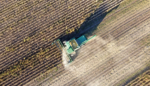 A combine harvests soybeans Sunday afternoon. 