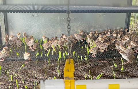 One-day old pheasant chicks are mailed to clients like Dane Schafer of Hampton, who utilize equipment provided by Oklahoma-based Wildlife Management Technologies to protect and care for the birds during their first few weeks of life.