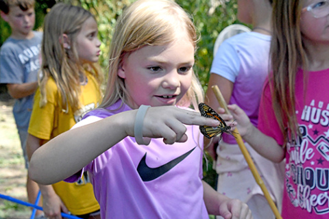 Rylei Beck inspects the butterfly she caught and tagged while participating in her 3rd grade class’s monarch tagging exercise at Lincoln Creek Prairie and Trail. 