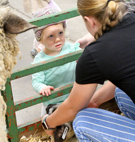 Preschooler Belle Graham looks up at FFA member Morgan Bonifas who invites her to pet a lamb. The lamb’s mamma can be seen watching protectively.
