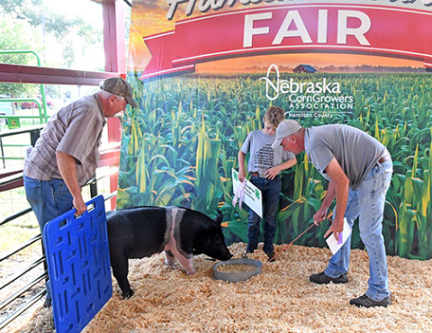 Volunteer Swine Show Supt. Duane Danielson (left) and his brother Darin work to coax a hog into position for a photo with 4-H Intermediate Showmanship Reserve Champion Paxton Janzen Saturday morning. 