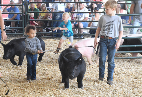 A 4-H Peewee showman guides his hog around the ring with the assistance of intermediate showman, Paxton Janzen, at the Swine Show Saturday morning. 