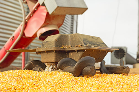 Invented in Aurora, the Grain Weevil is about to make its Midwest debut through a system of 10 independent partner contractors who will provide the robot’s services on the farm and then sell the first consumer units to farmers when they hit the market next May. 