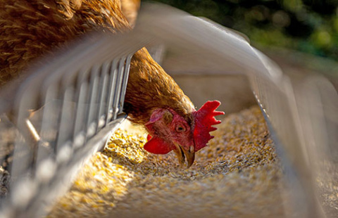 A decision made last summer to allow the use of hemp seed meal as an additive to chicken feed could give a boost to the production of hemp as a rotational crop in Nebraska. That’s according to Andrew Bish of Giltner, who currently serves as president of the Hemp Feed Coalition. 