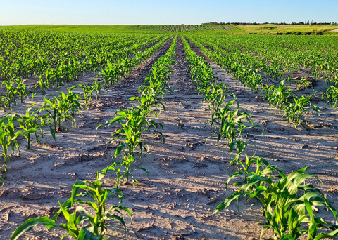 A couple of generations ago farmers used to brag about having corn that was “knee-high by the 4th,” meaning by the 4th of July. However, with modern hybrids and farming techniques it’s often possible to have corn that is that high by the 4th of June, as evidenced by the photo taken along Highway 14 south of Marquette June 4. In the foreground the field also shows evidence of the washing of heavy rains that hit the area. 