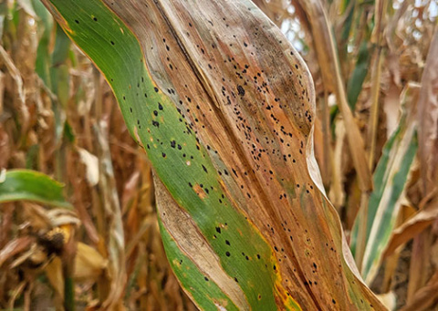 This corn leaf shows the effects of a tar spot fungal infection. The disease first appeared in corn fields in states east of here in 2015 and had spread to Nebraska by 2021. (Photo credit Tamra Jackson-Ziems)