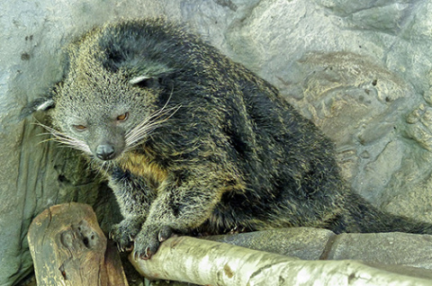 Bearcats (or Binturongs) are native to south and Southeast Asia. 