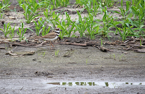 Not only waterfowl, but wading birds like this kildeer benefit from Teal View wetland. But look again, there’s also the track of a wandering raccoon in search of a meal.