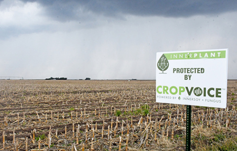 A thunderstorm prepares to drop rain on Brandon Hunnicutt’s soybean field near Giltner, some of which has been planted with CropVoice seeds. The special hybrid plant will give off a signal that can be detected by a satellite when a fungus such as white mold infects the plant and before an infection could be seen with the naked eye.