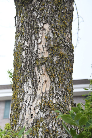 Though not confirmed as an EAB infested ash, this tree, located between East Park Villa and the Bremer Center, shows signs of blonding, bark scraping and EAB exit holes, according to Aurora arborist Ben McEndarfer.