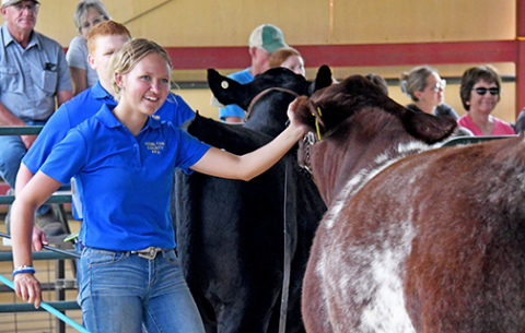 Macy Miller smiles at the judge as she shows her grand champion Hamilton County-raised market steer, Naveen, at last week’s county fair. Just moments earlier Miller’s younger brother, Noah, who was participating in the same event, had lost his shoe in the arena and the judge handed it back to him. 