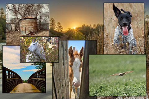 This year's ANR photo contest winners all share an eye for what makes a great photo