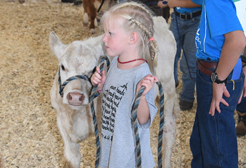 One of the participants in the peewee beef showmanship event on Friday leads her calf around the arena. 