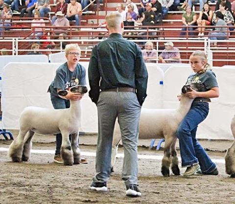 Brylee Mickey (right) keeps her eyes locked on the judge as she participates in 4-H Junior Showmanship at the State Fair in Grand Island Saturday afternoon. Mickey received blue ribbons on both showmanship and breeding ewe. She is the daughter of Clint and Barbie Mickey of Aurora. 