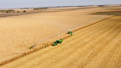 A farmer harvests corn in an irrigated field northeast of Marquette last week. Corn yields are reported to be only average this year locally, due to disease pressure from tar spot and southern rust as well as some unfavorable weather conditions later in the growing season. 