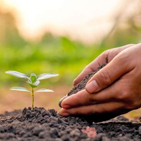 The adoption of soil health management systems by ag producers involves more than just looking at profits and reducing inputs. In her interviews with Nebraska and Kansas farmers who have made the transition, Julie Snorek examined the psychological and social dynamics in play. 