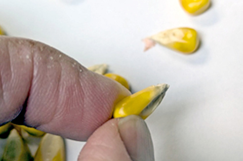 This photo taken by Nebraska Extension Educator Jenny Brhel depicts the shriveled, lightweight corn kernels with minimal fill resulting from a rare combination of stressors during the growing season that created some of the toughest grain-fill conditions for corn in decades.