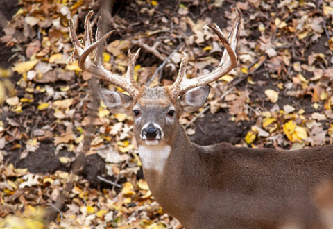 Nebraska sees deer harvest decrease
