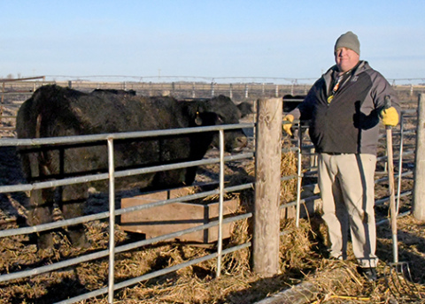 Hampton ag teacher Joel Miller stands next to one of the pens outside the school where the Hawk Herd is cared for by students. The herd presently has five cows ready to calve in the spring and two market calves that will be used for beef for the school’s lunch program. 