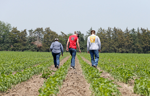 Zangger Popcorn Hybrids employees (from left) Dianne Vancura, Jocelyn Hinrich and Alvaro Nevada Cecetka conduct a population count in one of the company’s research plots in North Loup. (Photo by Troy Brodsky/iNk Photography for the Flatwater Free Press)