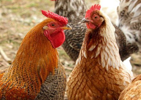 A formal request for input on the concept of adopting regulations allowing chickens within the city limits drew approximately 30 people to last week’s Aurora City Council meeting