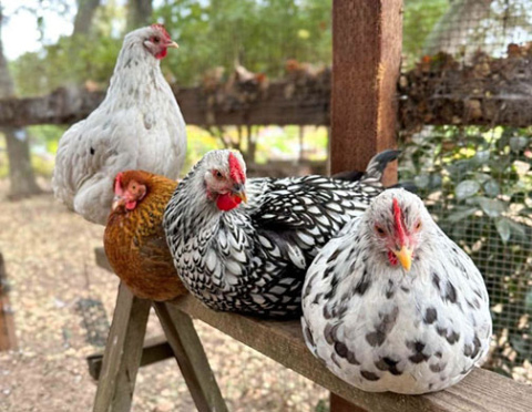 City officials heard input at the March 10 city council meeting regarding the concept of allowing backyard chickens within the city limits.