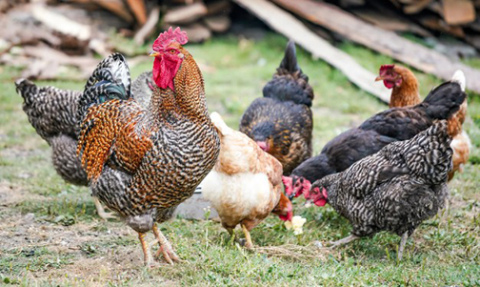 Citizens are invited to share their thoughts on the city allowing chickens within the city limits.
