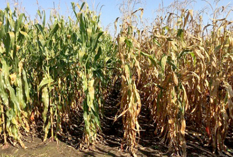 An early corn hybrid from 1958 (right) versus a more modern hybrid from 2015 (left). The modern crops retain leaf nitrogen longer, keeping leaves green for continued photosynthesis that allows plants to increase kernel number and size.