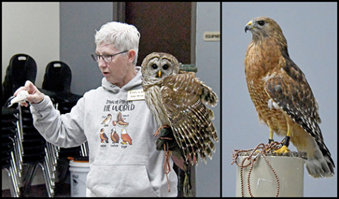 Edgerton Raptor Specialist Deb Miller introduced the program's two newest raptors to students last week. The owl has been given the name, Strix and the red-shouldered hawk was named Valor.