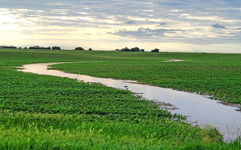 The flowing waterway in this corn field north of Aurora on Thursday morning shows evidence of the 1.5 inches of rain that fell overnight as reported at the airport. That was in addition to the estimated 2 inches of precipitation received earlier in the week. Researchers say it’s not how much rain that fell on an acre of farm ground that counts as much as how much of it was retained by the soil. Studies show that healthy soil practices can increase corn yields by up to 25 bushels per acre. 
