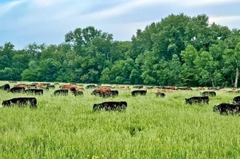 Brian Brhel’s cattle graze on cover crops turning a row crop field into a temporary pasture meadow. (Photo by Brian Brhel)