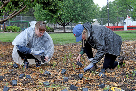 The Students 4 Sustainability Club from CCC drilled holes in the ground and then placed nearly 30 different types of annuals and perennials for the garden, to provide food sources and a breeding grounds for butterflies, bees and other types of insects.
