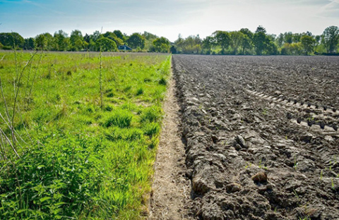 Regenerative agriculture is about working with nature – enhancing soil health, boosting biodiversity and building resilience – to create ecological wins and put money in the bank.