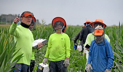 Outfields Detasseling has reached its 25th year of service detasseling fields in northern Hamilton and Merrick counties, with apprixiomately 250 detasselers working for the company. Directing detasslers where to go next is Derek Keasling.