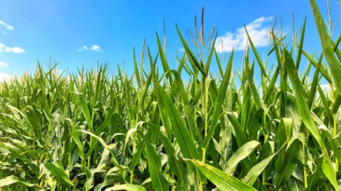 Despite some green snap from winds associated with the July 8 thunderstorm, local agronimist Orvin Bontrager said the corn crop in Hamilton County looks good this year. 