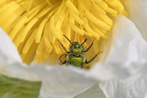 A metallic green sweat bee collects pollen from a prickly poppy flower in the Nebraska Sandhills.