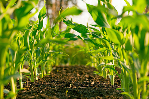 As the demand for organically produced food increases, both landlords and tenants are looking to make the transition to organic, however, there are often additional considerations involved in creating an organic lease agreement. 