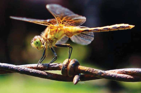 Jennifer Ediger of Hampton spent extra time in a field near Burwell capturing the best possible image of a dragonfly hovering over a barbedwire fence. Those efforts earned her first place in this year’s Aurora News-Register amateur photo contest. Photo by Jennifer Ediger