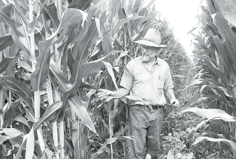 Raymond Hain, general farm manager at the Grain Place, showcases one of the new planting techniques they are trying called skip row crop. This involves planting two rows of corn then one of cover crop. News-Register/Jeni Moellenberndt